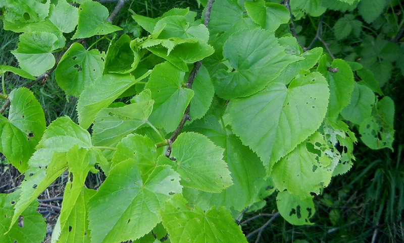 bruco: Operopthera brumata - Geometridae