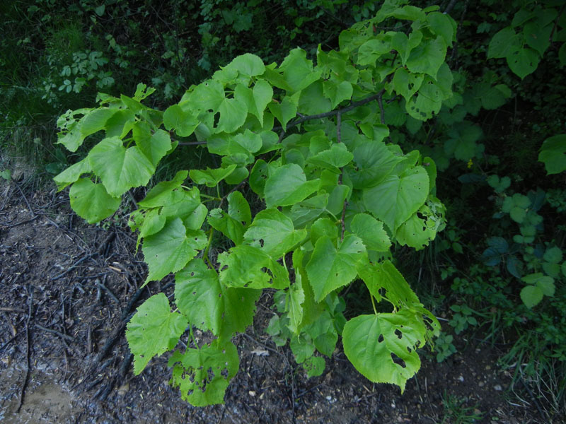 bruco: Operopthera brumata - Geometridae