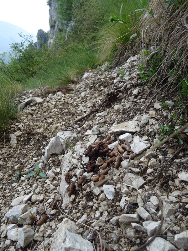 escrementi di....gallo forcello ?