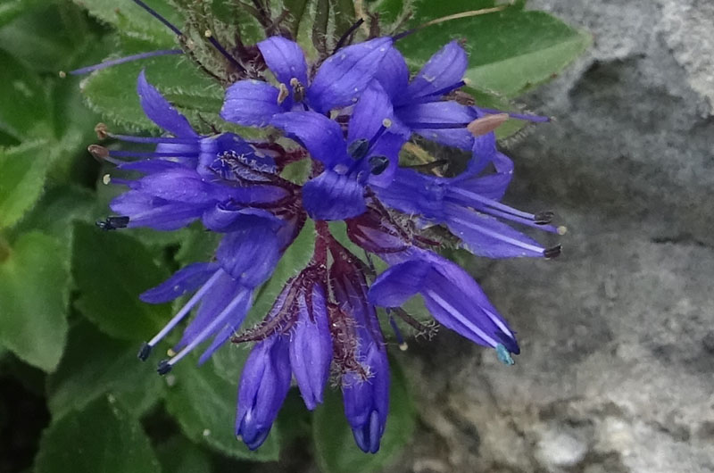 Paederota bonarota / Bonarota comune