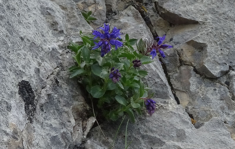 Paederota bonarota / Bonarota comune