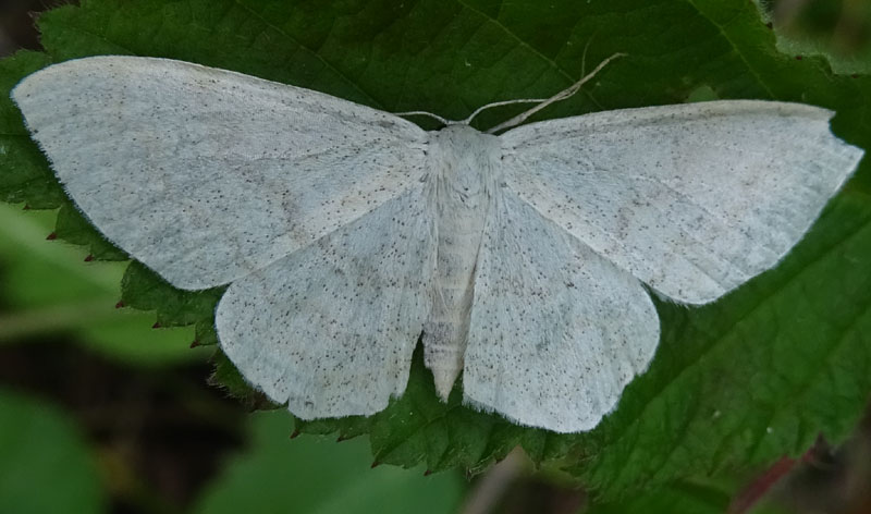 Geometridae: Idaea subsericeata ?