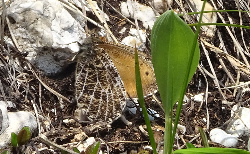 Satiride dei ghiacci ?...s: Oenis glacialis