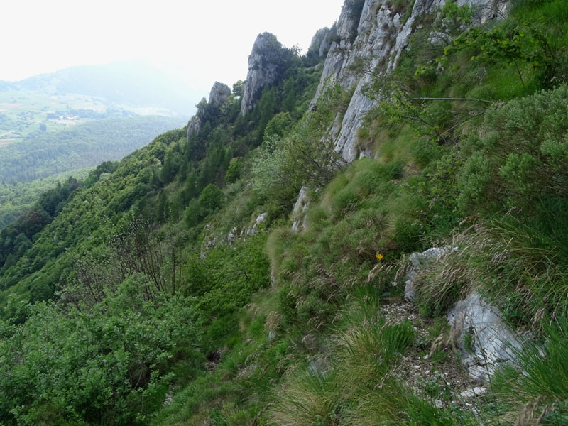 Satiride dei ghiacci ?...s: Oenis glacialis