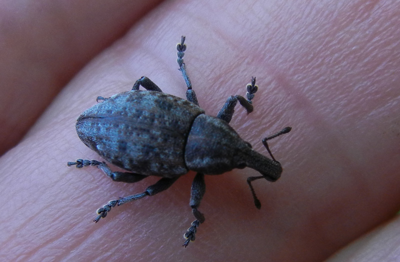 Lepyrus capucinus - Curculionidae