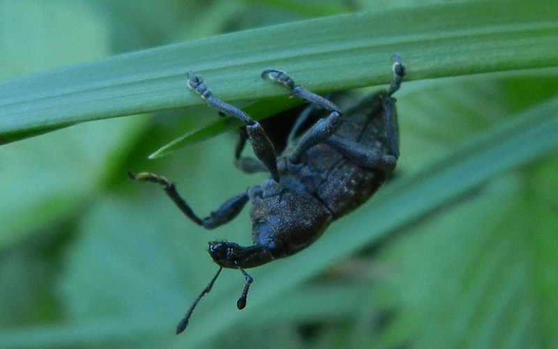 Lepyrus capucinus - Curculionidae