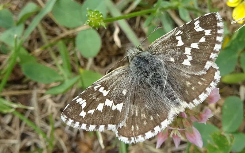 cfr. Pyrgus carthami - Hesperiidae