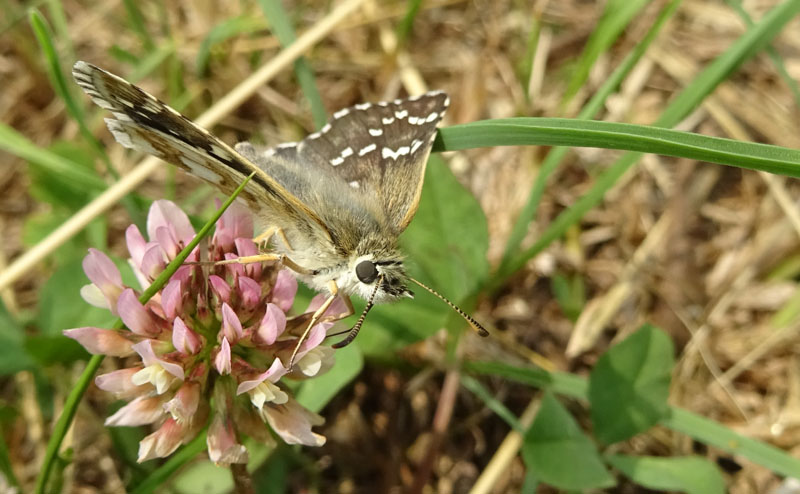 cfr. Pyrgus carthami - Hesperiidae