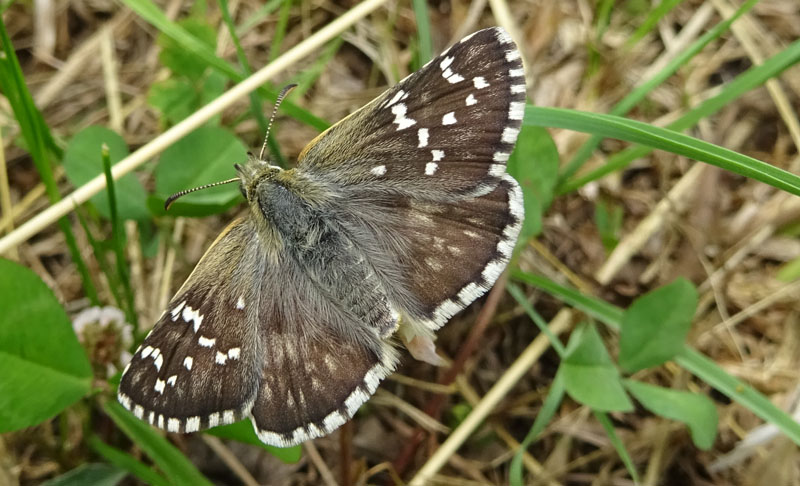 cfr. Pyrgus carthami - Hesperiidae