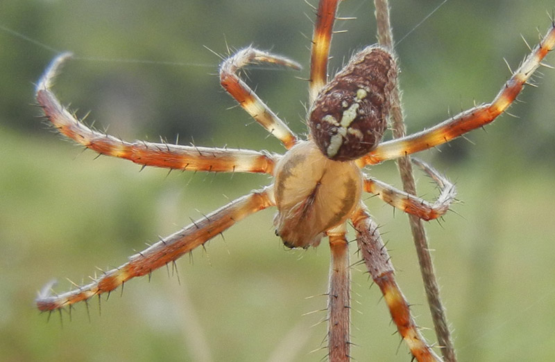 Araneus diadematus - Drena (TN)