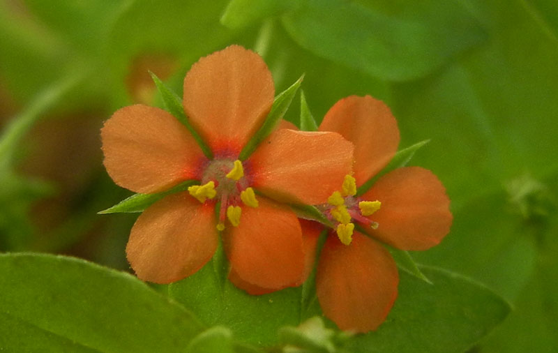 Lysimachia (=Anagallis) arvensis