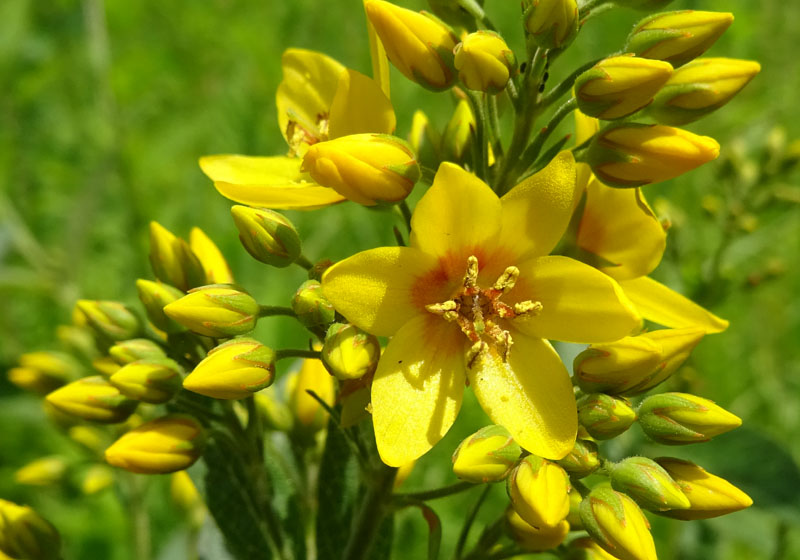 Lysimachia vulgaris / Mazza d''oro comune