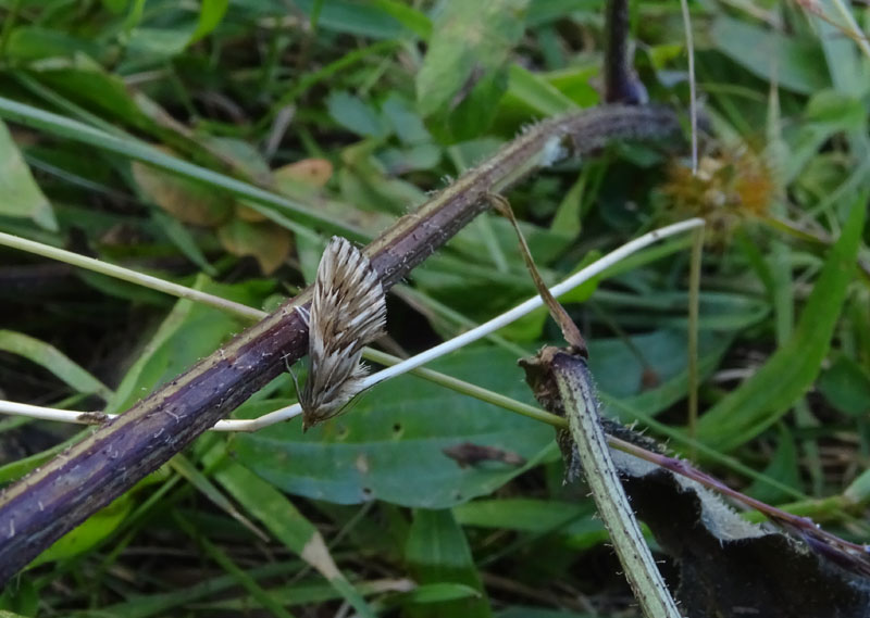 Cynaeda dentalis - Crambidae....dal Trentino