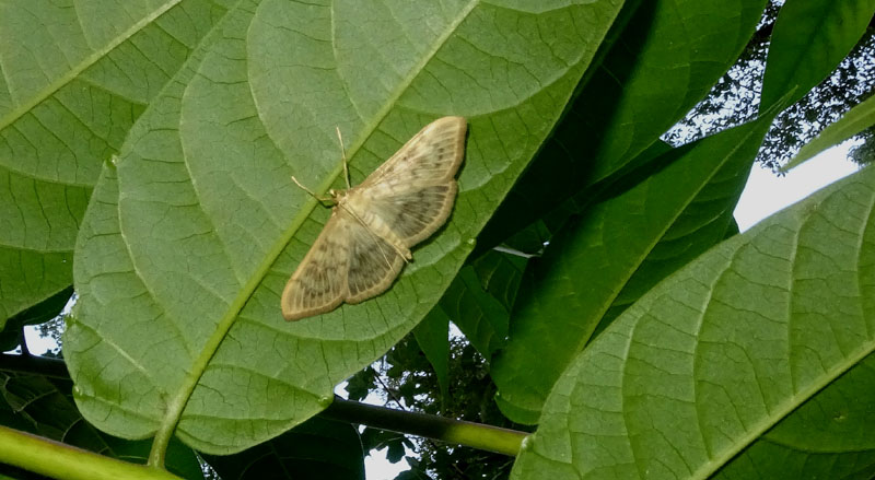 Pleuroptya ruralis - Crambidae...........dal Trentino