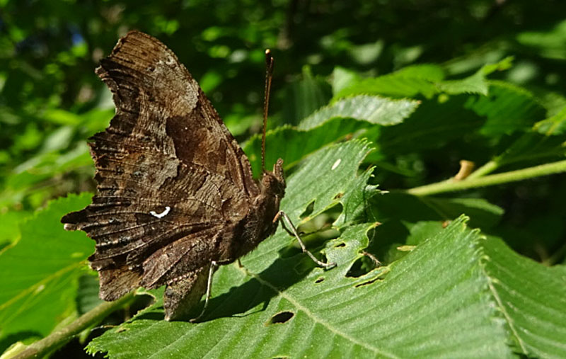 Polygonia c-album....sta deponendo ?.......no !