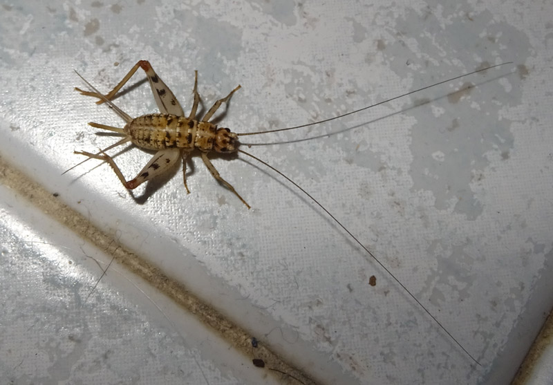 Gryllomorpha dalmatina - Gryllidae....dal Trentino