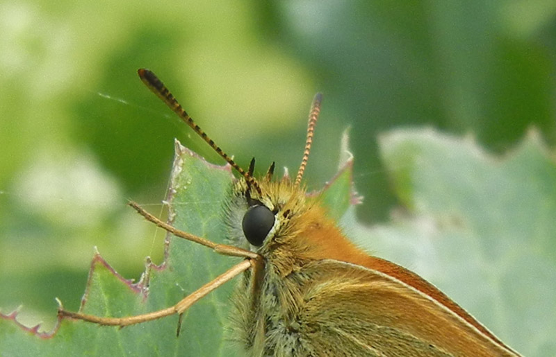 Thymelicus sylvestris - Hesperiidae....dal Trentino