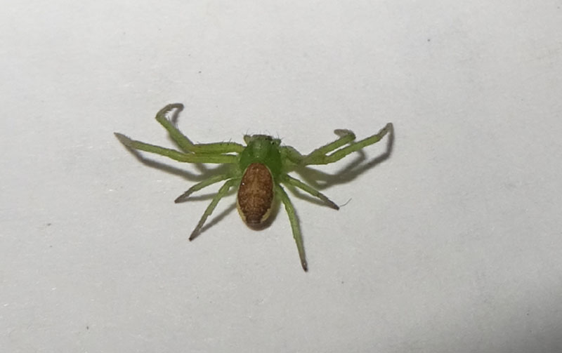 Diaea dorsata - Trento (TN)