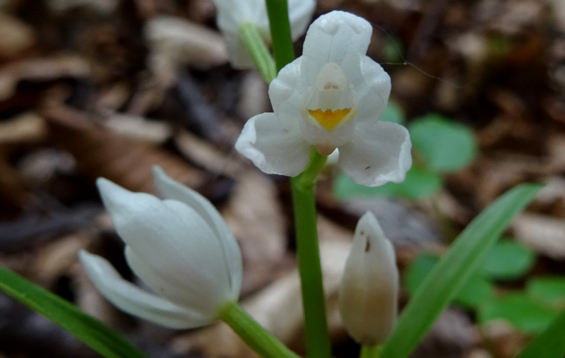 Cephalanthera longifolia.......dal Trentino