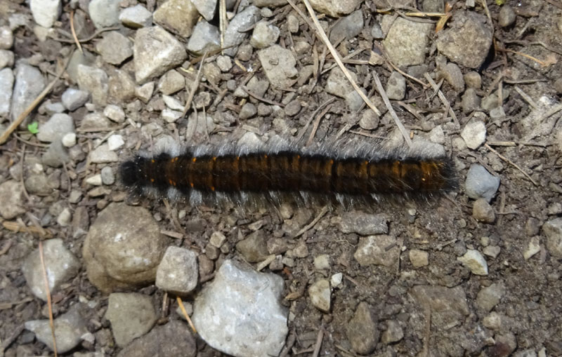 bruco: Macrothylacia rubi - Lasiocampidae