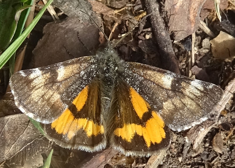 Archiearis parthenias - Geometridae