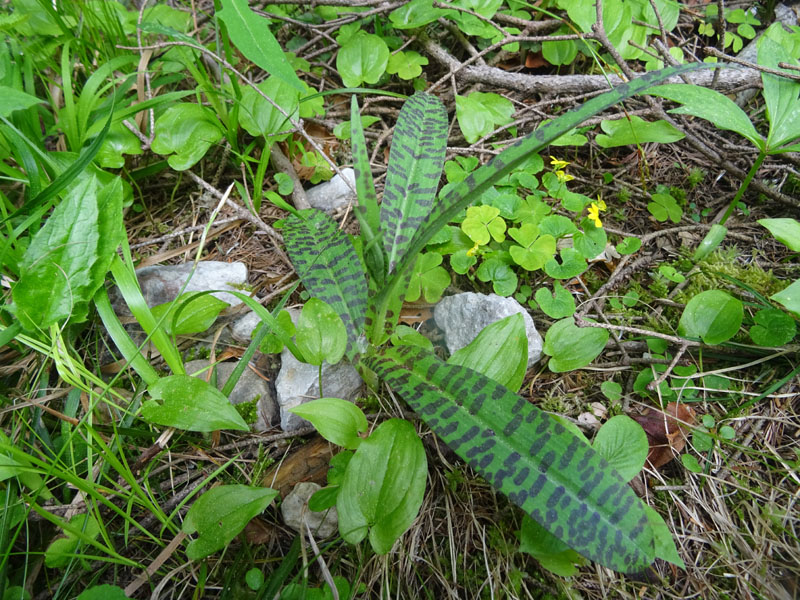 domandina sulle foglie......solo Dactylorhiza ?