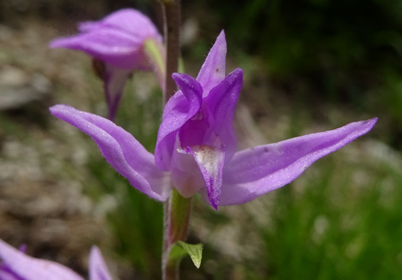 Cephalanthera rubra....da Favogna (BZ)