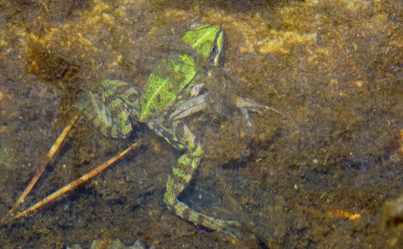 Pelophylax sp. (prov. TN)