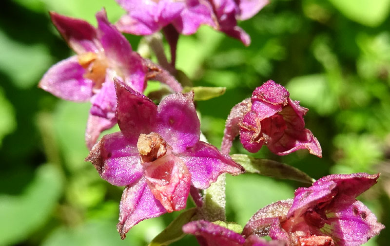 Epipactis atrorubens.......da Sopramonte (TN)