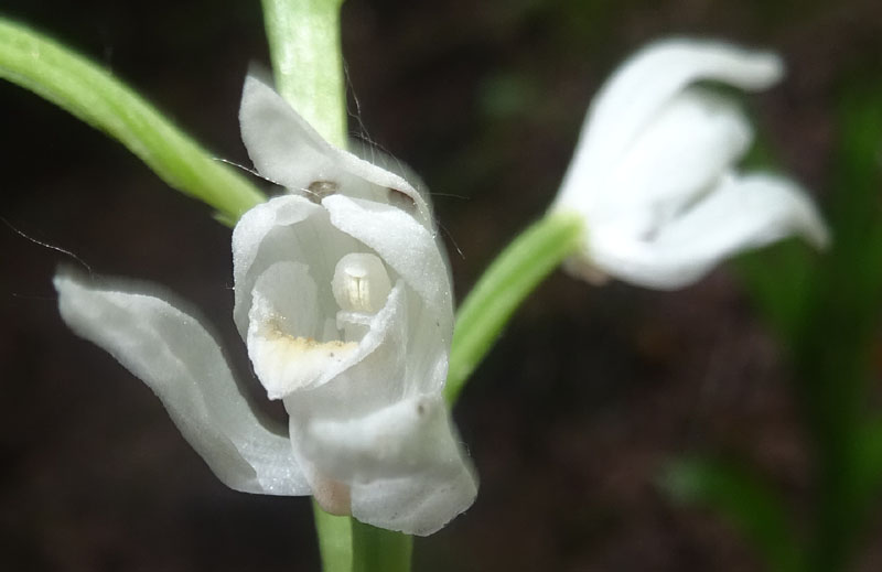 dubbio risolto: Cephalanthera longifolia