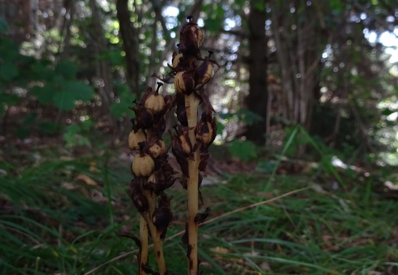  un''orchidea ?.....no, Monotropa hypopitys (Ericaceae)