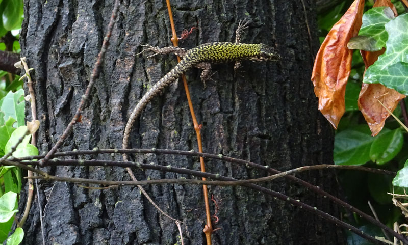 Podarcis muralis - Lacertidae