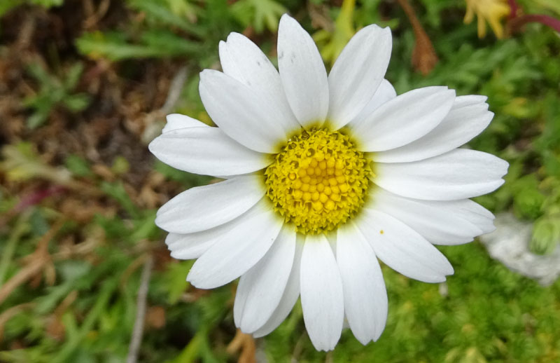 Leucanthemopsis alpina - Asteraceae