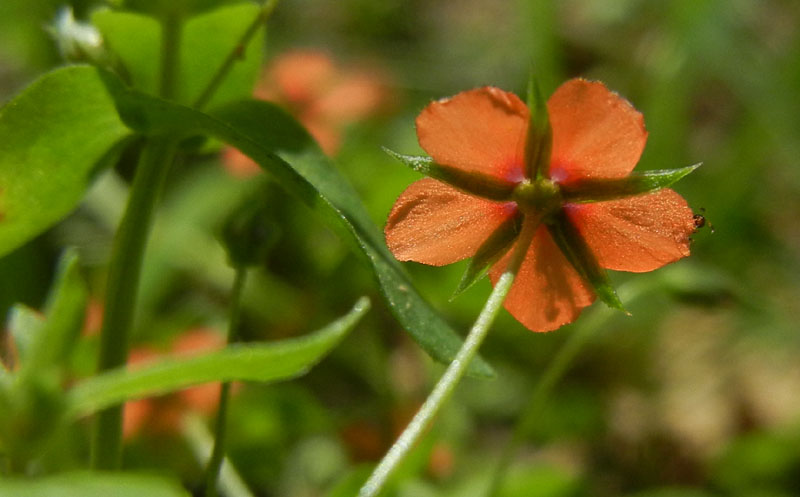 Lysimachia (=Anagallis) arvensis