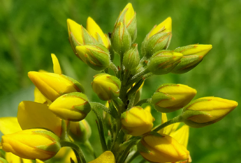 Lysimachia vulgaris / Mazza d''oro comune