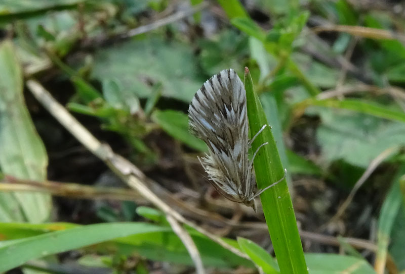 Cynaeda dentalis - Crambidae....dal Trentino