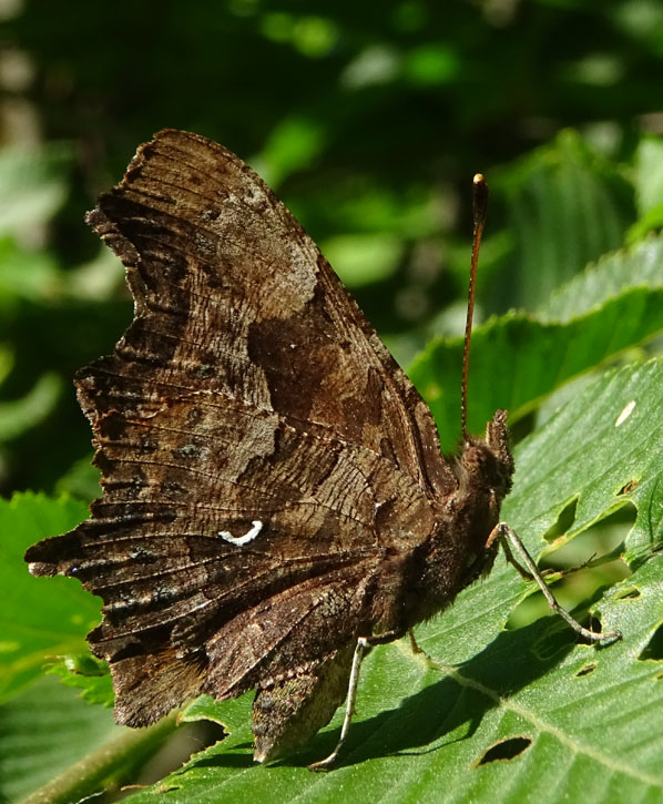 Polygonia c-album....sta deponendo ?.......no !