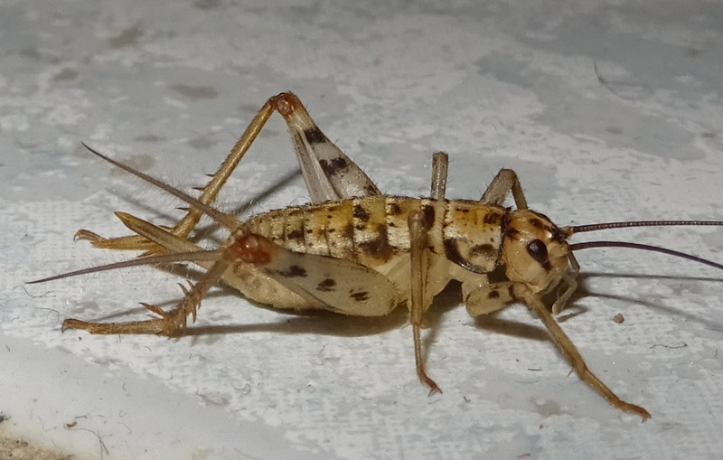 Gryllomorpha dalmatina - Gryllidae....dal Trentino