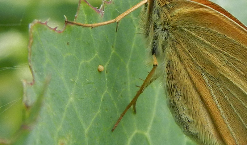 Thymelicus sylvestris - Hesperiidae....dal Trentino