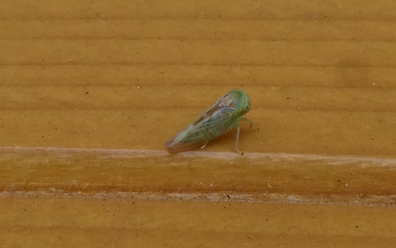 Viridicerus ustulatus - Cicadellidae