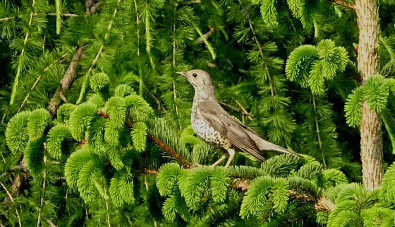 Turdus viscivorus -Turdidae