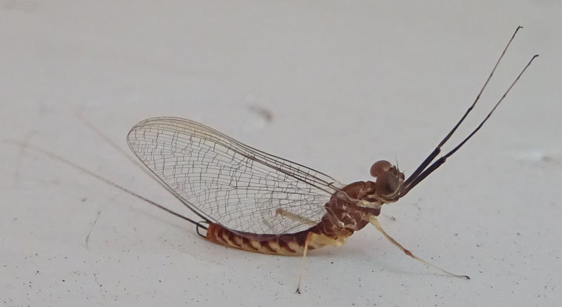 Ecdyonurus fluminum (Heptageniidae) di Ravina (TN)