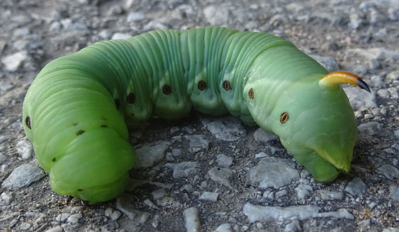 bruco: Agrius convolvuli - Sphingidae