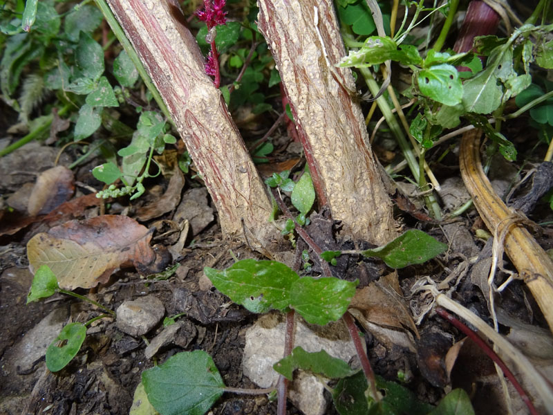 Amaranthus cruentus-hypochondriacus-caudatus