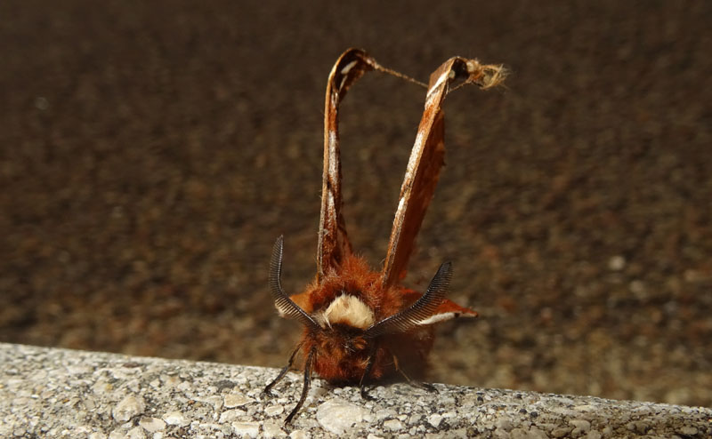 Endromis versicolora......ali compromesse ?