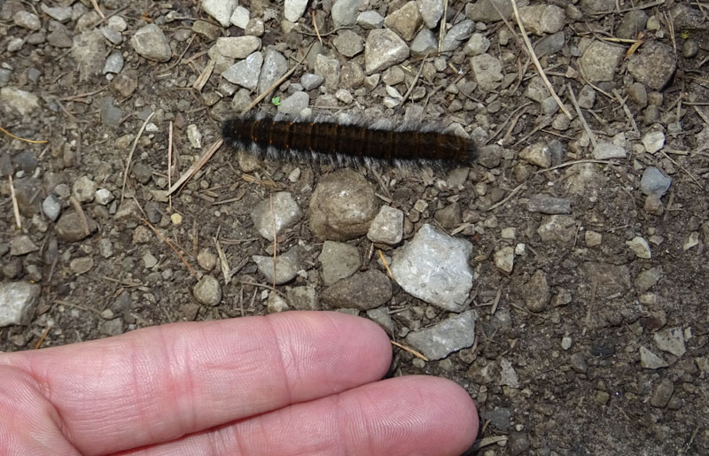 bruco: Macrothylacia rubi - Lasiocampidae