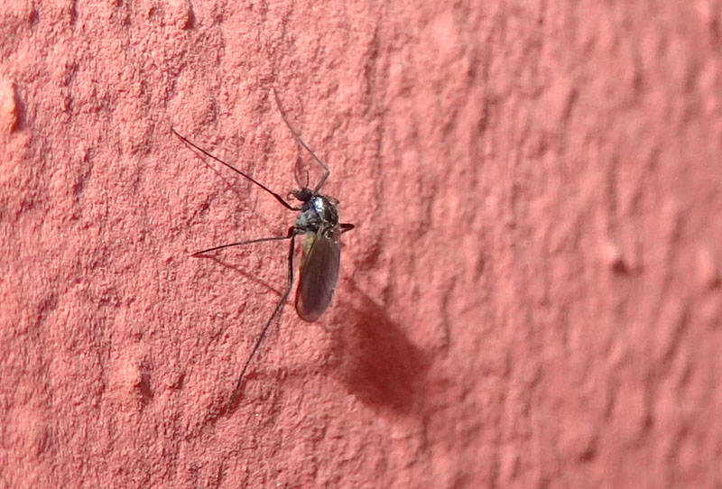 Chironomidae (femmine e un maschio)