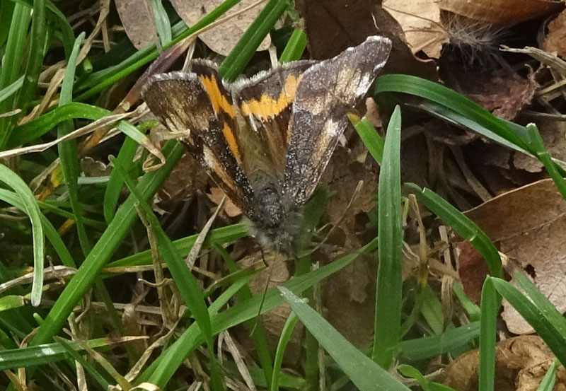 Archiearis parthenias - Geometridae