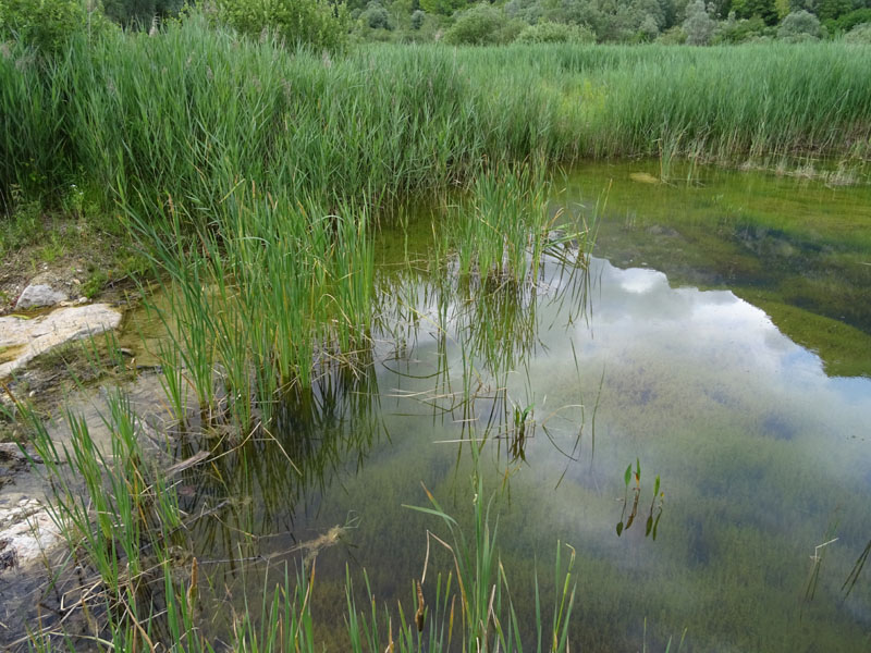 Pelophylax sp. (prov. TN)