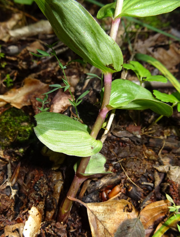 Epipactis atrorubens.......da Sopramonte (TN)